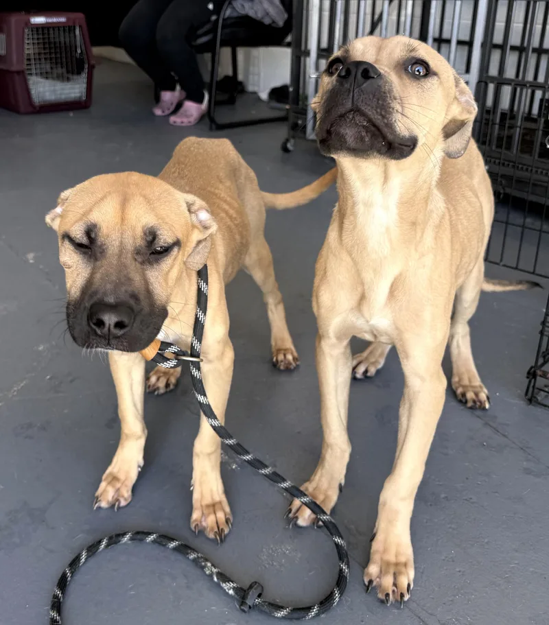 A baby medium-sized female Black Mouth Cur dog named Winnie & Sara for adoption in Naperville, IL