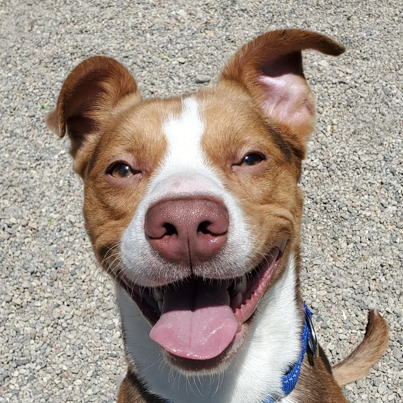 A young medium-sized male Golden American Staffordshire Terrier dog named Bandit for adoption in Marseilles, IL