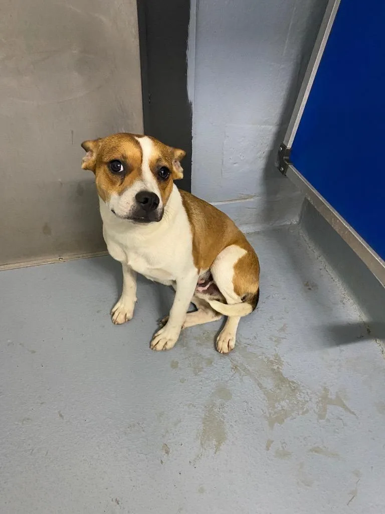 A young medium-sized male Mixed Breed dog named Chicken for adoption in Cartersville , GA