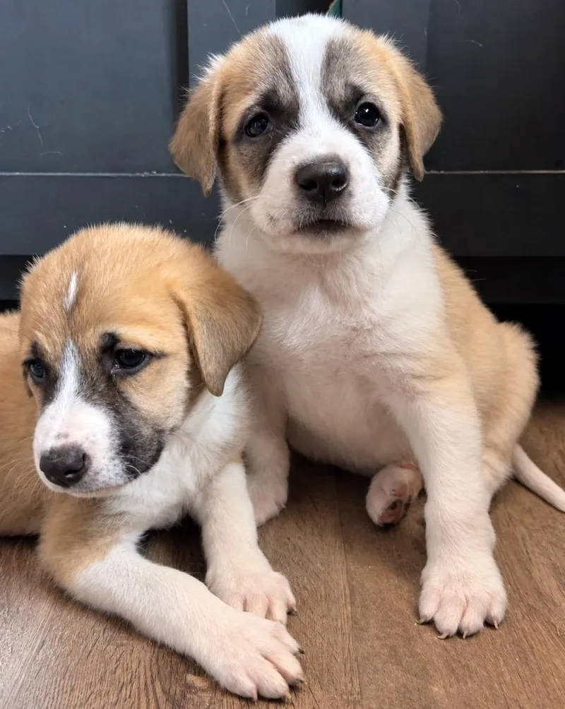 A baby large-sized female Great Pyrenees dog named Cotton Candy for adoption in Princeton, MA