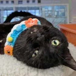 Buddy Boy thumbnail 2