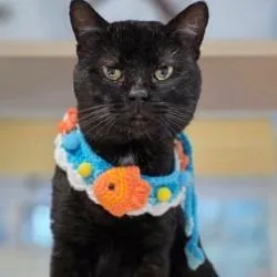 Buddy Boy thumbnail 3