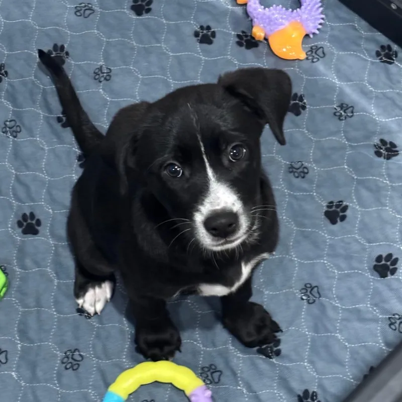 A baby small-sized female Black Mixed Breed dog named Zuri for adoption in Indianapolis, IN