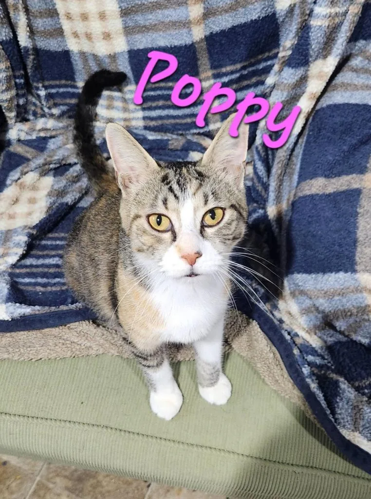 A young medium-sized female Domestic Medium Hair cat named Poppy for adoption in Libertyville, IL