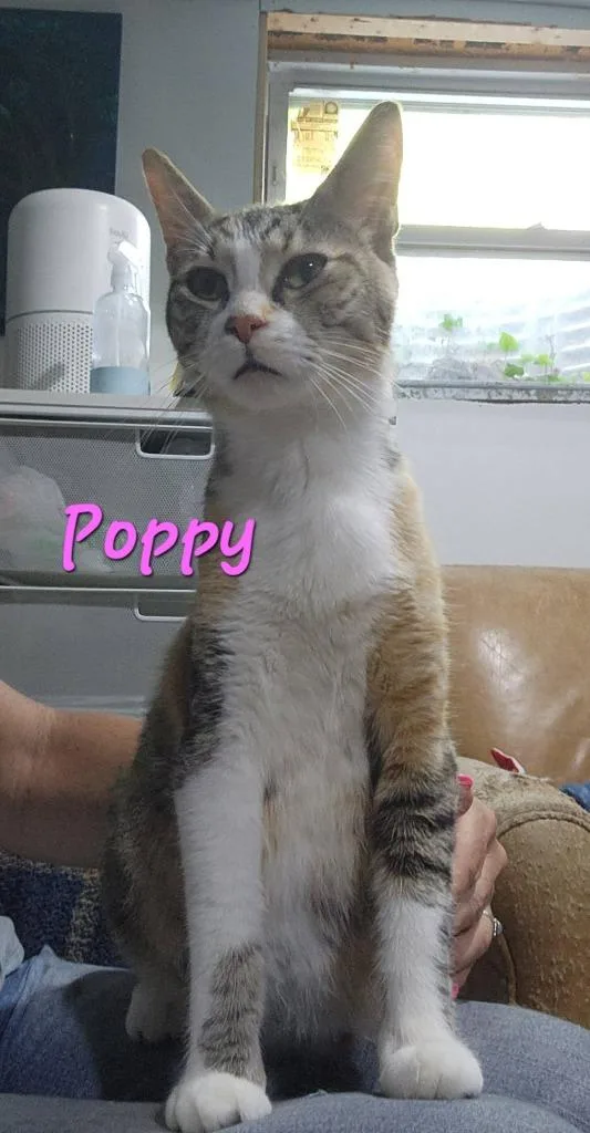 Poppy thumbnail 2