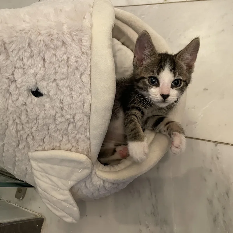 A baby medium-sized male White Domestic Short Hair cat named Yosemite for adoption in Haddon Heights, NJ
