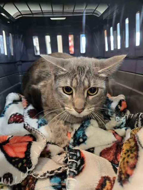 A young medium-sized female Domestic Short Hair cat named Clarabell for adoption in Casper, WY