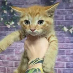 A baby small-sized male Orange / Red Domestic Short Hair cat named Gecko for adoption in Fort Collins, CO
