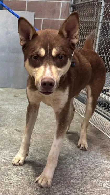 Kodiak