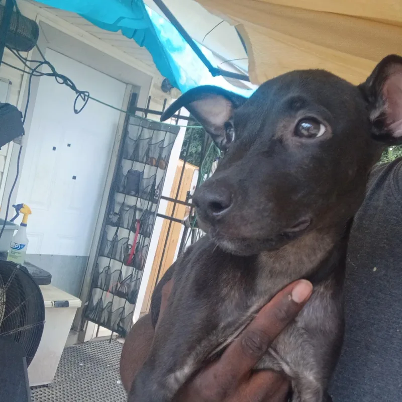 A baby medium-sized female Labrador Retriever dog named Arya for adoption in Houston, TX