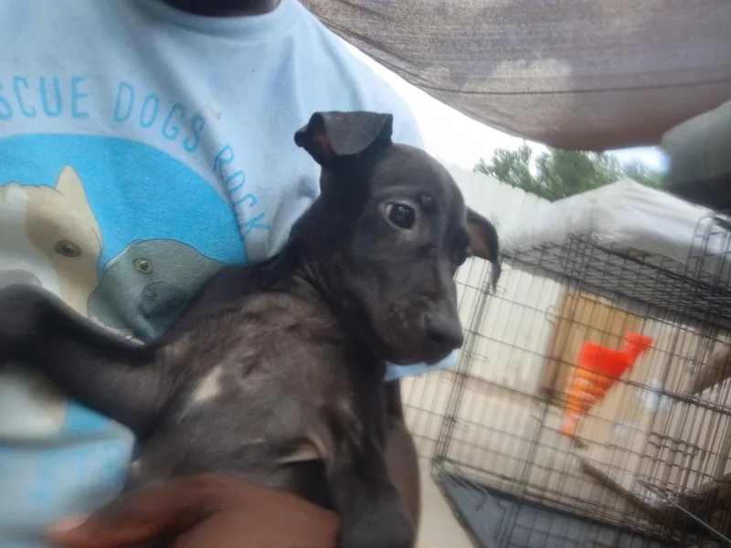 Arya thumbnail 2