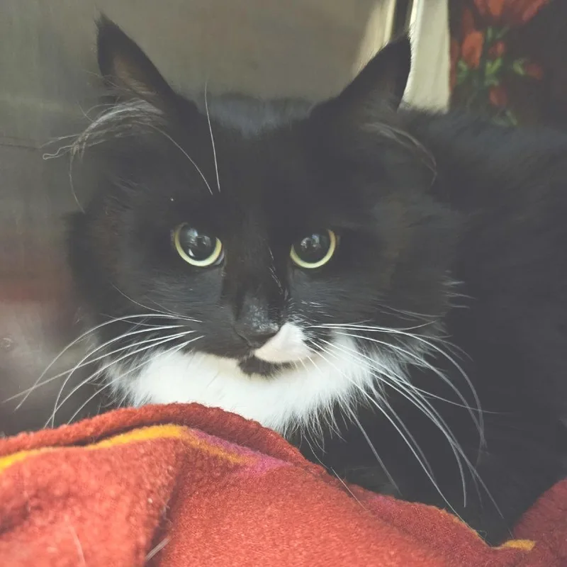 An adult small-sized female Black Domestic Medium Hair cat named Daffy for adoption in Port Townsend, WA