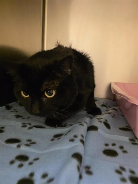An adult large-sized female Domestic Short Hair cat named Peek A Boo for adoption in West Valley City, UT