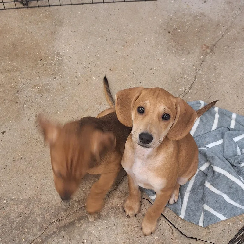 A baby medium-sized male Apricot / Beige Hound dog named Dallas for adoption in Mobile , AL
