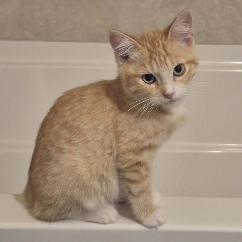 A baby medium-sized male Domestic Short Hair cat named Waylon for adoption in tucson, AZ
