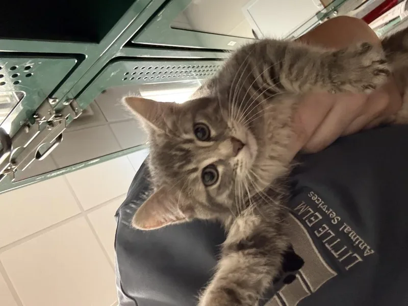 A baby large-sized female Domestic Short Hair cat named Mary for adoption in Little Elm, TX