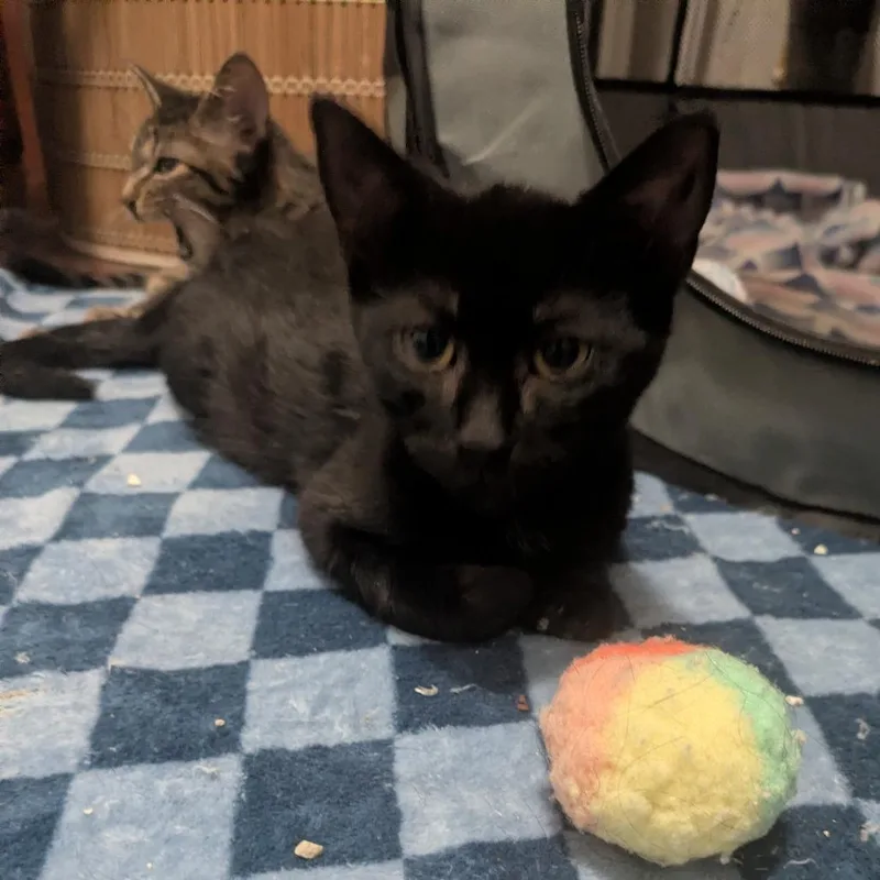 A baby medium-sized male Black Domestic Short Hair cat named Loki for adoption in Chicago, IL