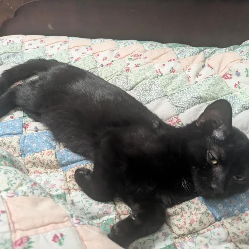 Loki thumbnail 2