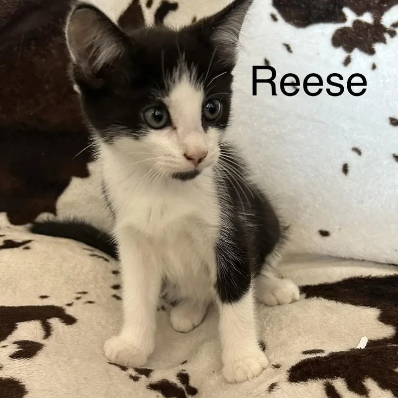 A baby small-sized male Black Domestic Short Hair cat named Reese for adoption in Buffalo, MN