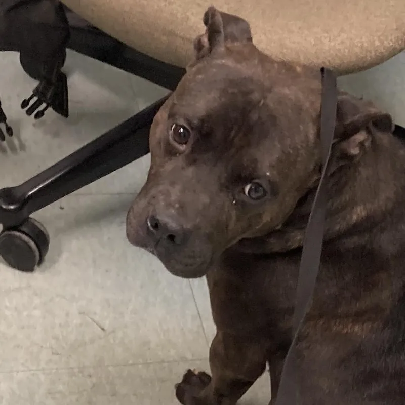 An adult medium-sized male Brindle Mixed Breed dog named Hawk for adoption in Philadelphia, PA