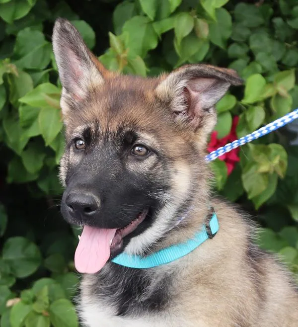 A baby large-sized female Sable German Shepherd Dog dog named Harper Von Bassum for adoption in Los Angeles, CA