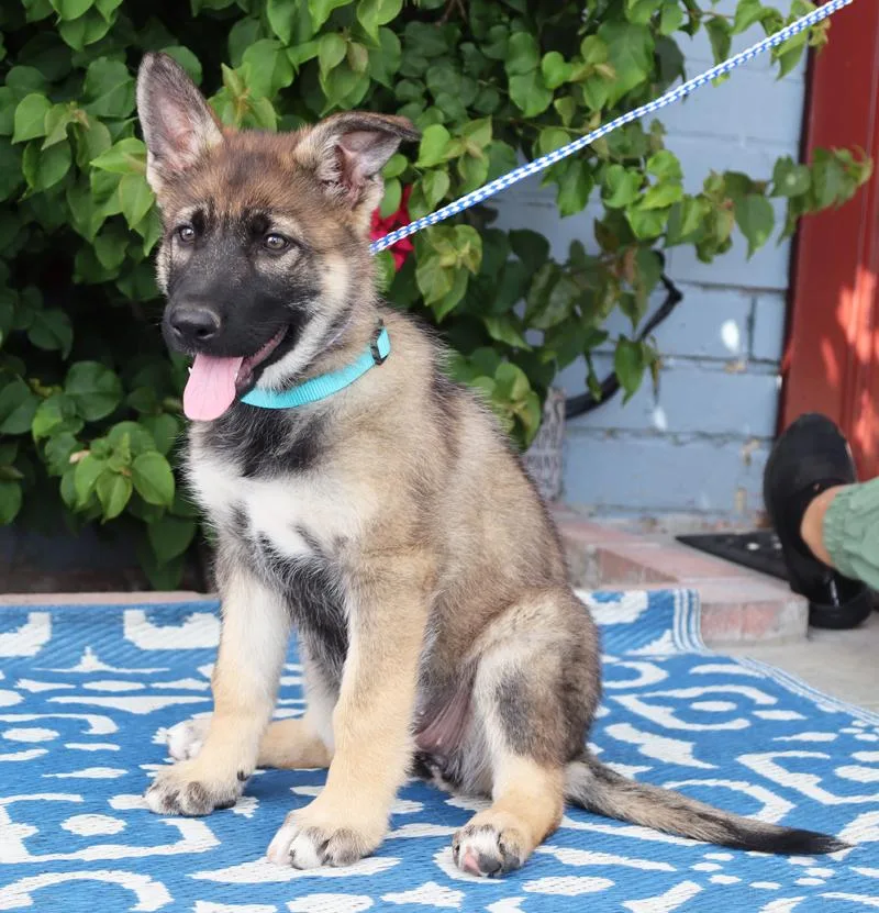 Harper Von Bassum thumbnail 2