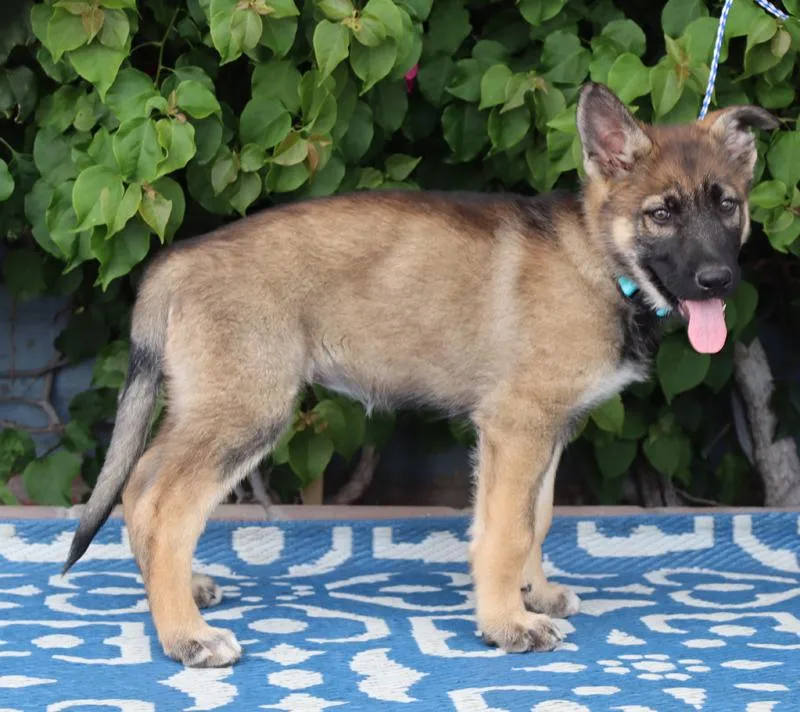 Harper Von Bassum thumbnail 3