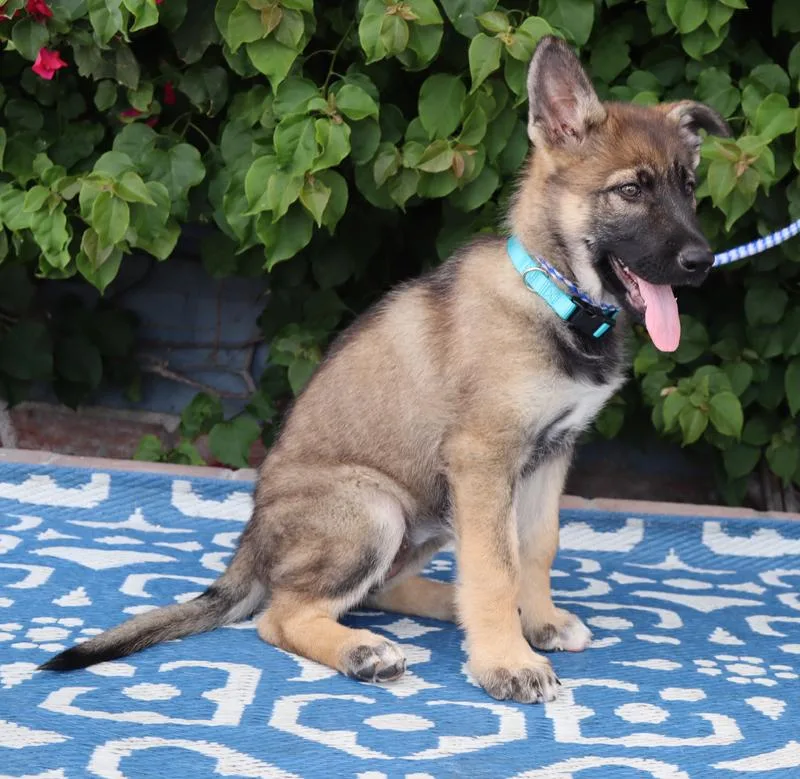 Harper Von Bassum thumbnail 5