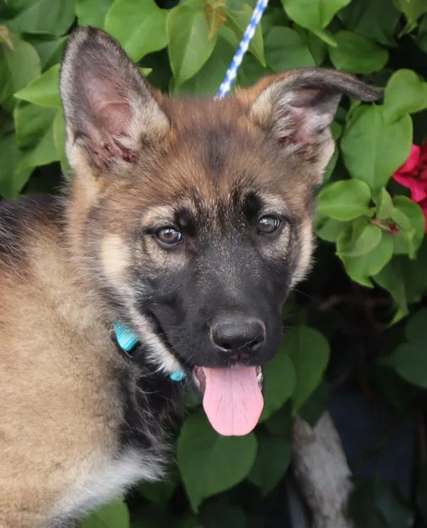 Harper Von Bassum thumbnail 6