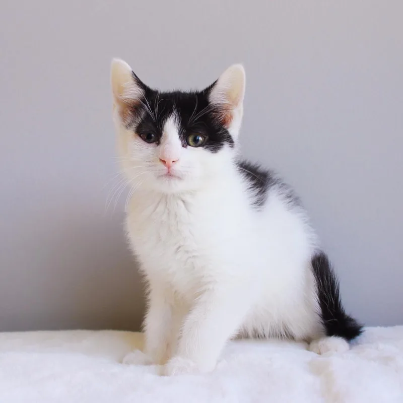 A baby medium-sized male Black & White / Tuxedo Domestic Short Hair cat named Porqupine for adoption in Wayne, NJ
