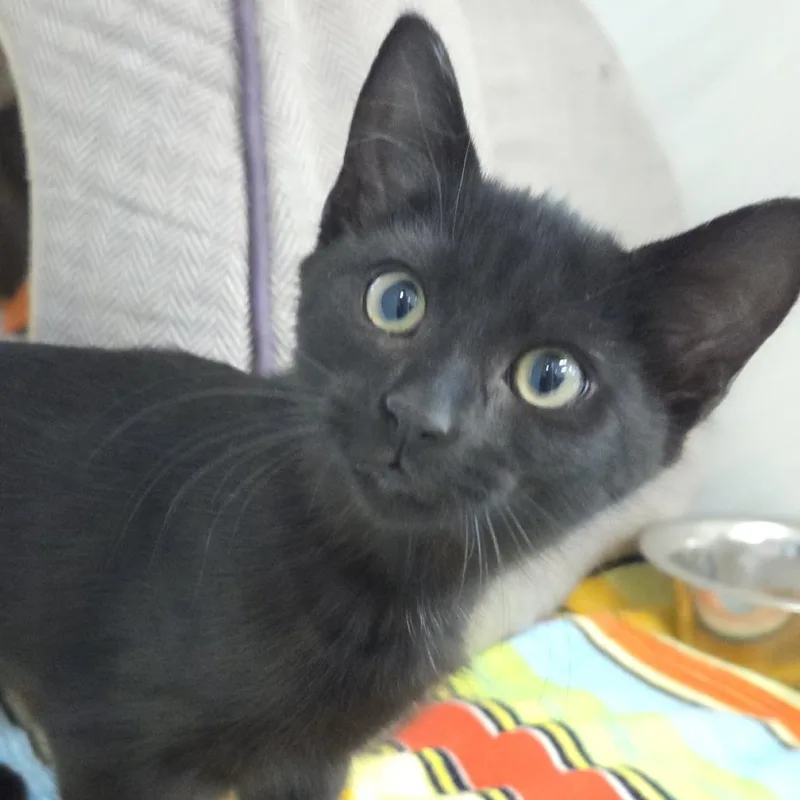 A baby small-sized female Domestic Short Hair cat named Truman for adoption in Voorhees, NJ