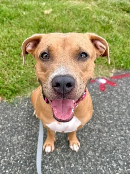 An adult large-sized female Mixed Breed dog named Beautiful for adoption in Washington, DC