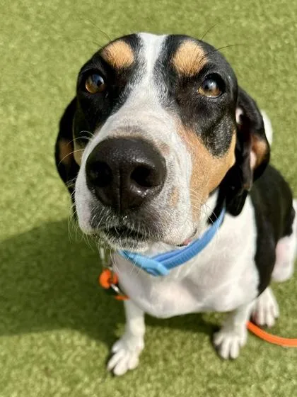 An adult large-sized female Treeing Walker Coonhound dog named Doughy for adoption in Wichita, KS