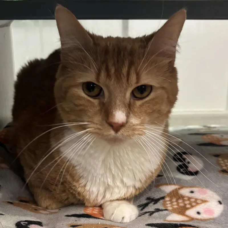 An adult medium-sized male Orange / Red Domestic Short Hair cat named Melo for adoption in Walden, NY