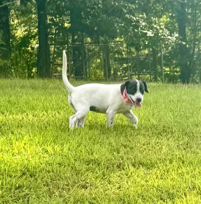 A baby medium-sized female English Pointer dog named Tessa for adoption in Cordova, TN