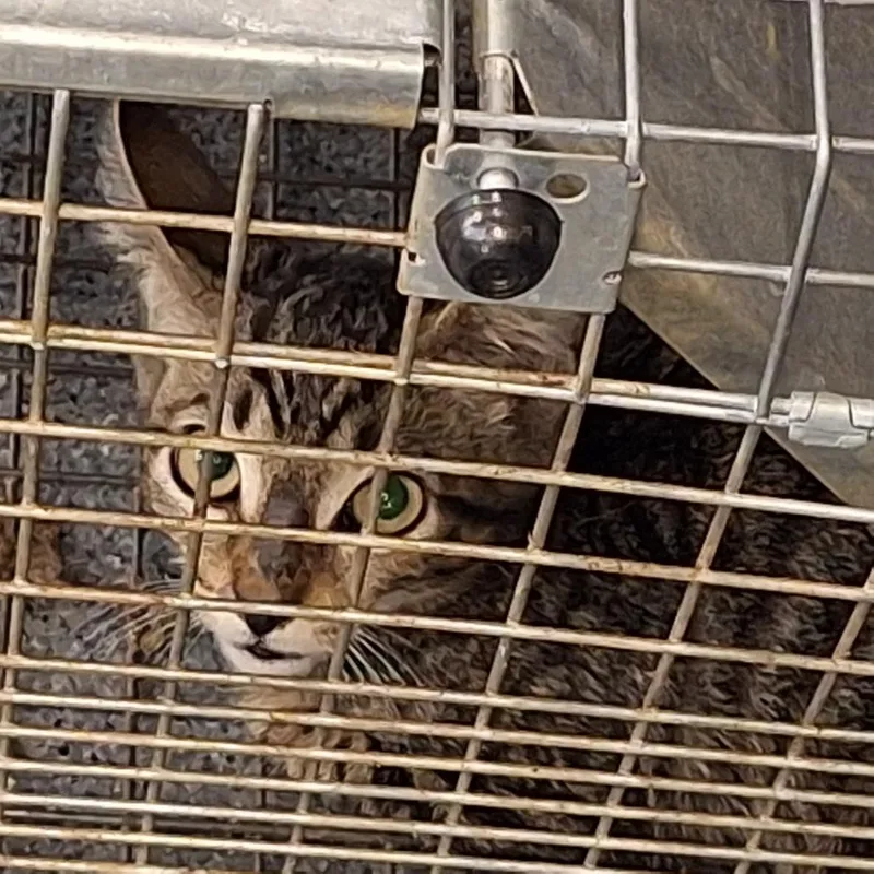 A baby small-sized male Brown / Chocolate Domestic Short Hair cat named Windle for adoption in Montgomery, AL