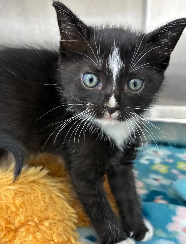 A baby small-sized female Domestic Short Hair cat named Sapphire for adoption in Hartsville, SC