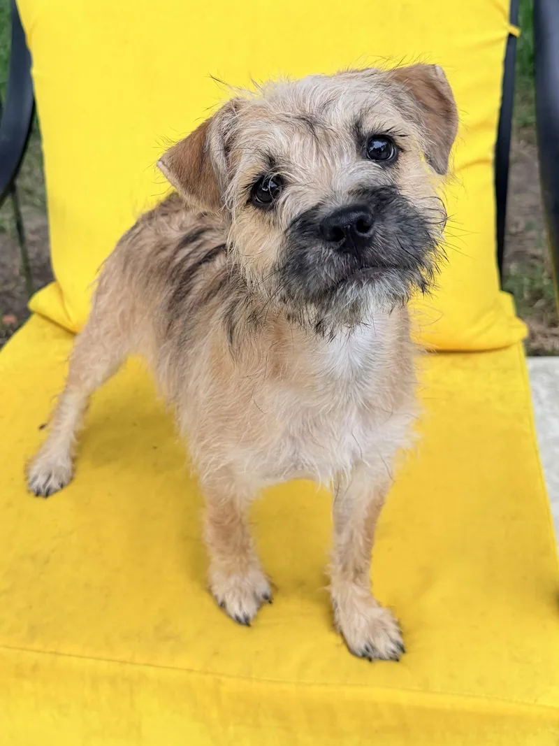 A young small-sized female Apricot / Beige Schnauzer dog named Caliope for adoption in Baker, LA
