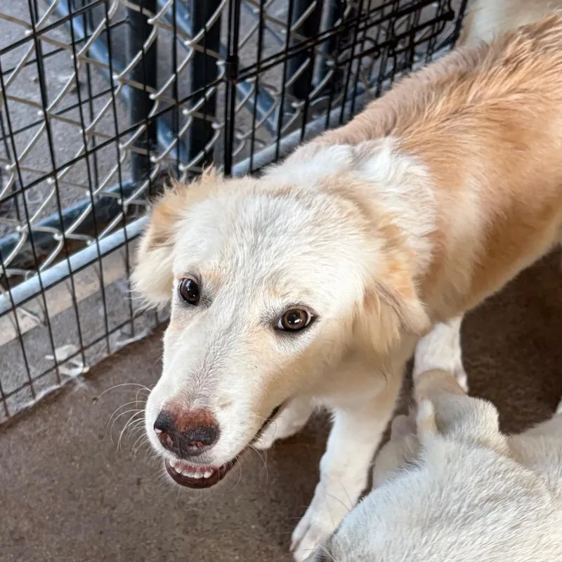 A young small-sized female Great Pyrenees dog named Lady for adoption in Lake Jackson, TX