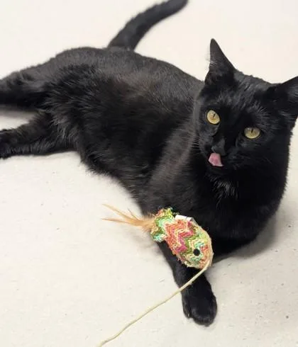 An adult small-sized male Domestic Short Hair cat named Sunny for adoption in Missoula, MT