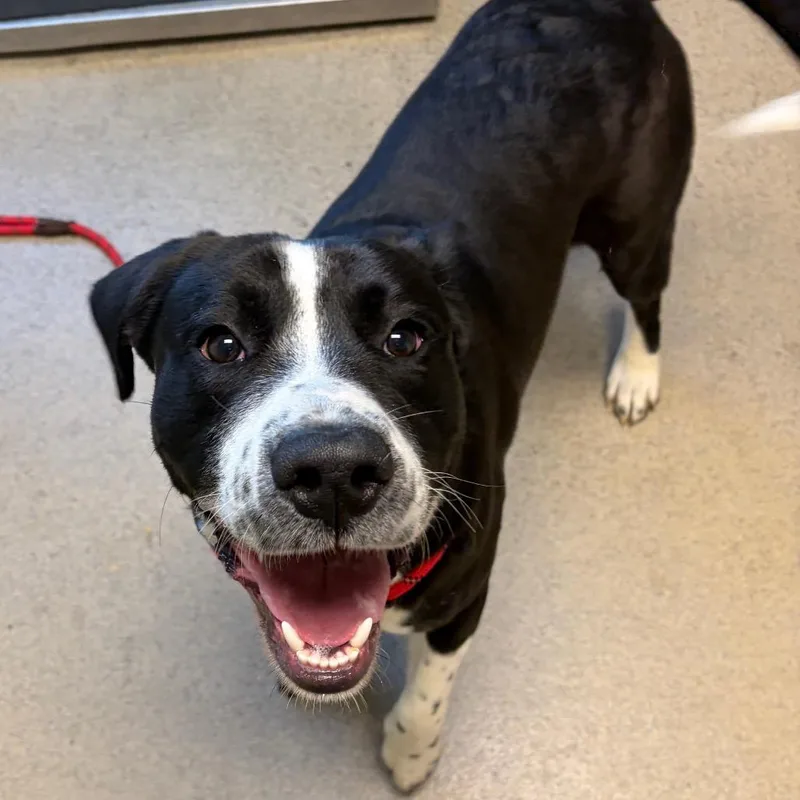 A young medium-sized male White / Cream Mixed Breed dog named Moose Track for adoption in Fredericksburg, VA