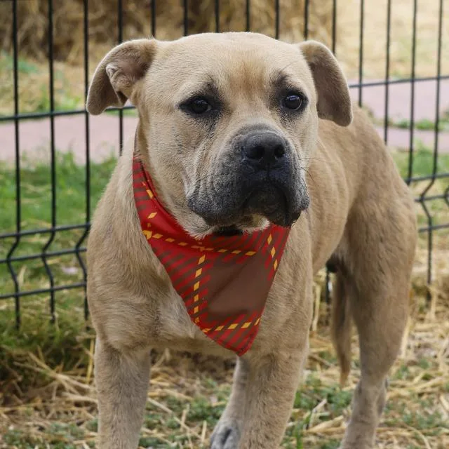 An adult medium-sized female American Staffordshire Terrier dog named Rosie for adoption in San Antonio, TX