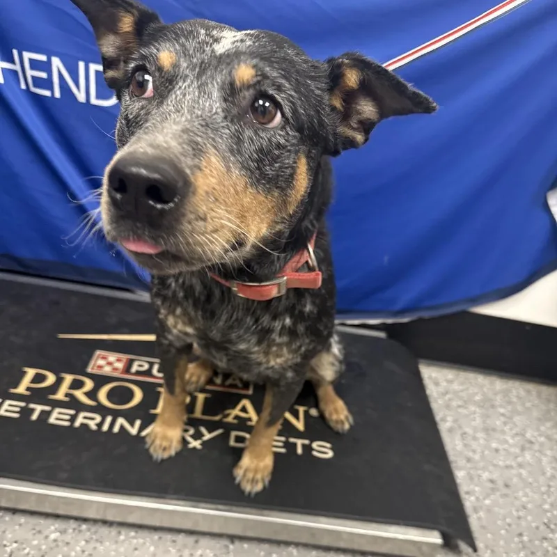 An adult medium-sized female Black Australian Cattle Dog / Blue Heeler dog named Mira for adoption in Henderson, NV