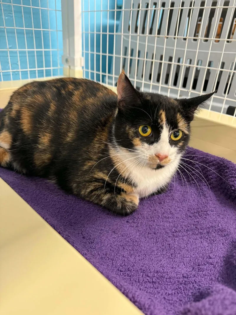 An adult medium-sized female Calico cat named Bitzie for adoption in Claremont, NH