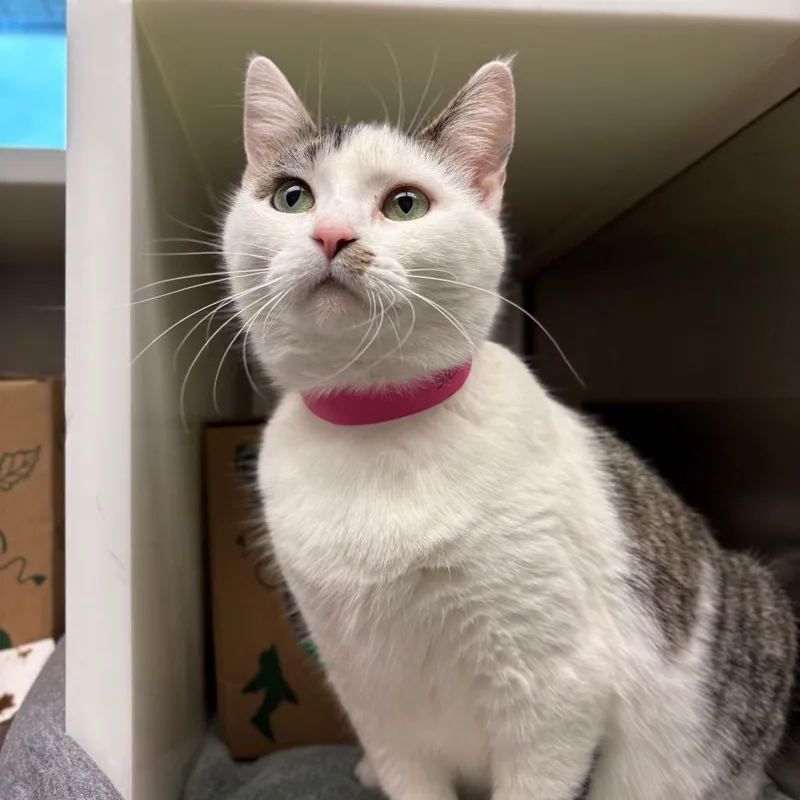 An adult large-sized female White Domestic Short Hair cat named Lucky Charm for adoption in Fairport, NY