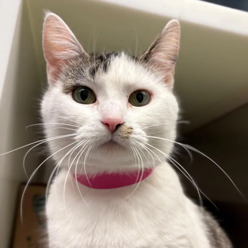 Lucky Charm thumbnail 2