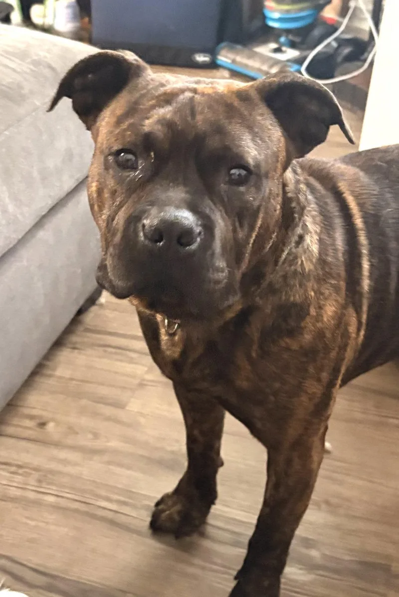 An adult large-sized male Pit Bull Terrier dog named Bear for adoption in Seattle, WA