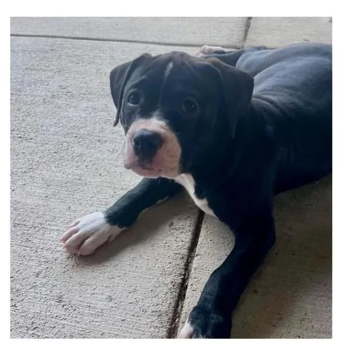 A baby medium-sized male Black Mixed Breed dog named Shadow for adoption in Alexandria, VA