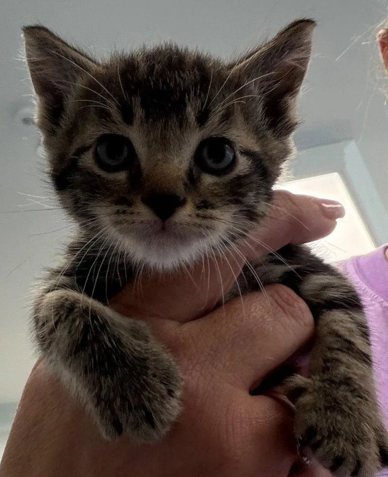 A baby small-sized male Domestic Short Hair cat named 26-289 for adoption in Tarboro, NC
