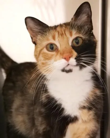An adult medium-sized female Domestic Short Hair cat named Tarina for adoption in Fishers, IN